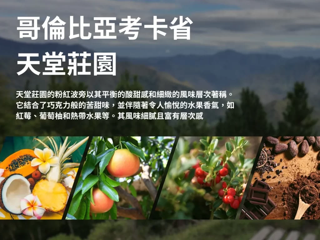 天堂莊園 粉紅波旁 哥倫比亞 考卡省 精品咖啡