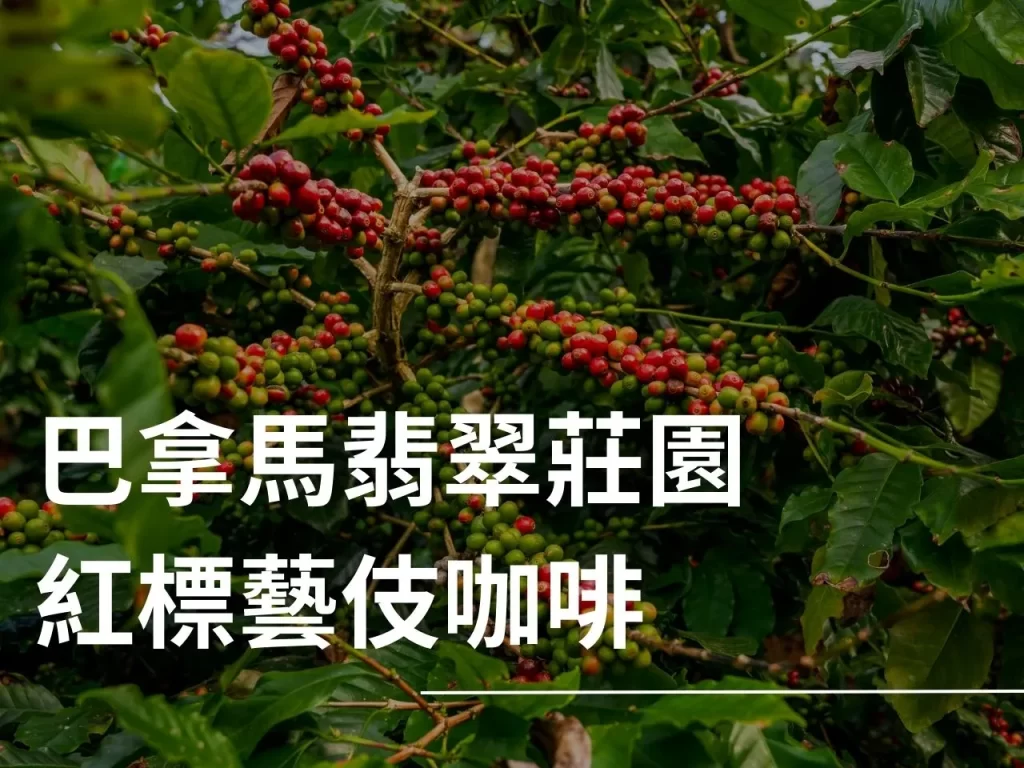 翡翠莊園 紅標藝伎 藝伎咖啡 水洗處理法 精品咖啡