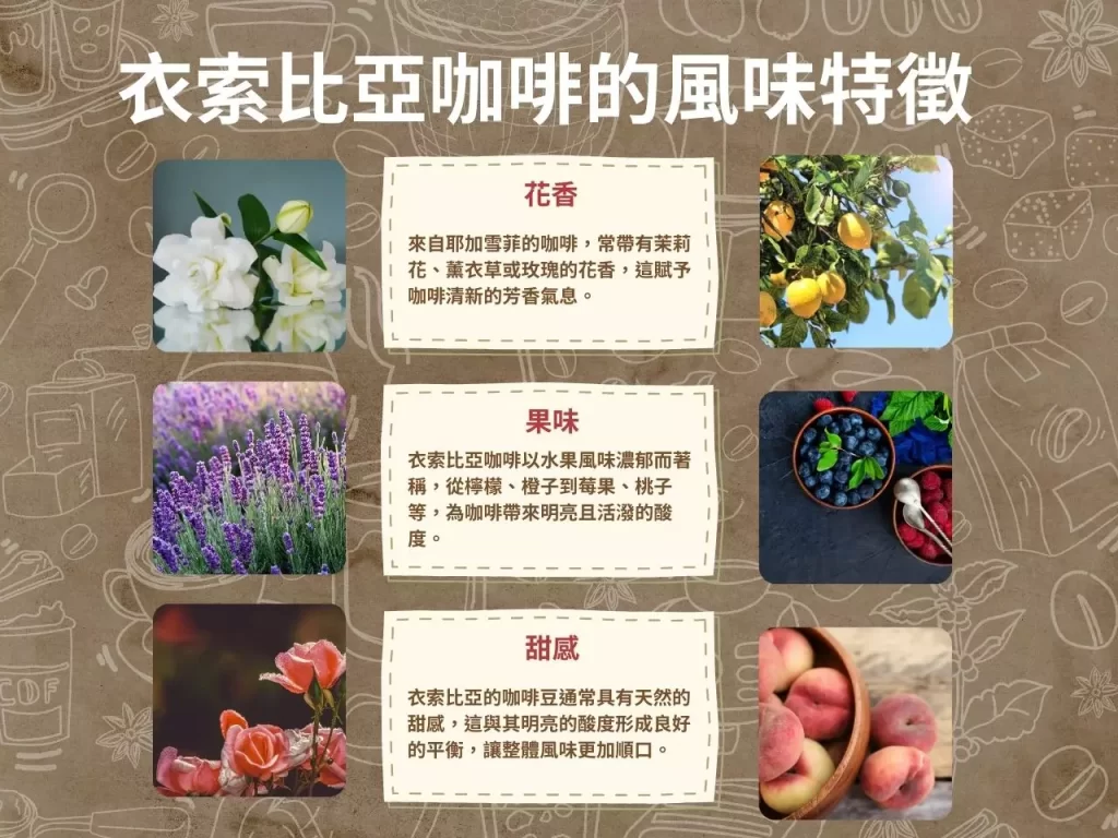 衣索比亞咖啡 咖啡產區 耶加雪菲 西達摩
