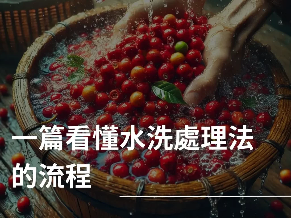 水洗處理法 什麼是水洗處理法 水洗處理法的流程 咖啡處理法
