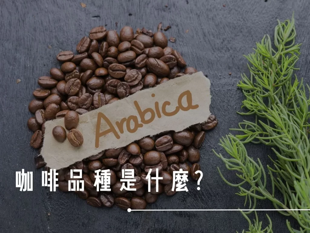 咖啡品種 咖啡品種介紹 阿拉比卡 羅布斯塔 藝伎咖啡