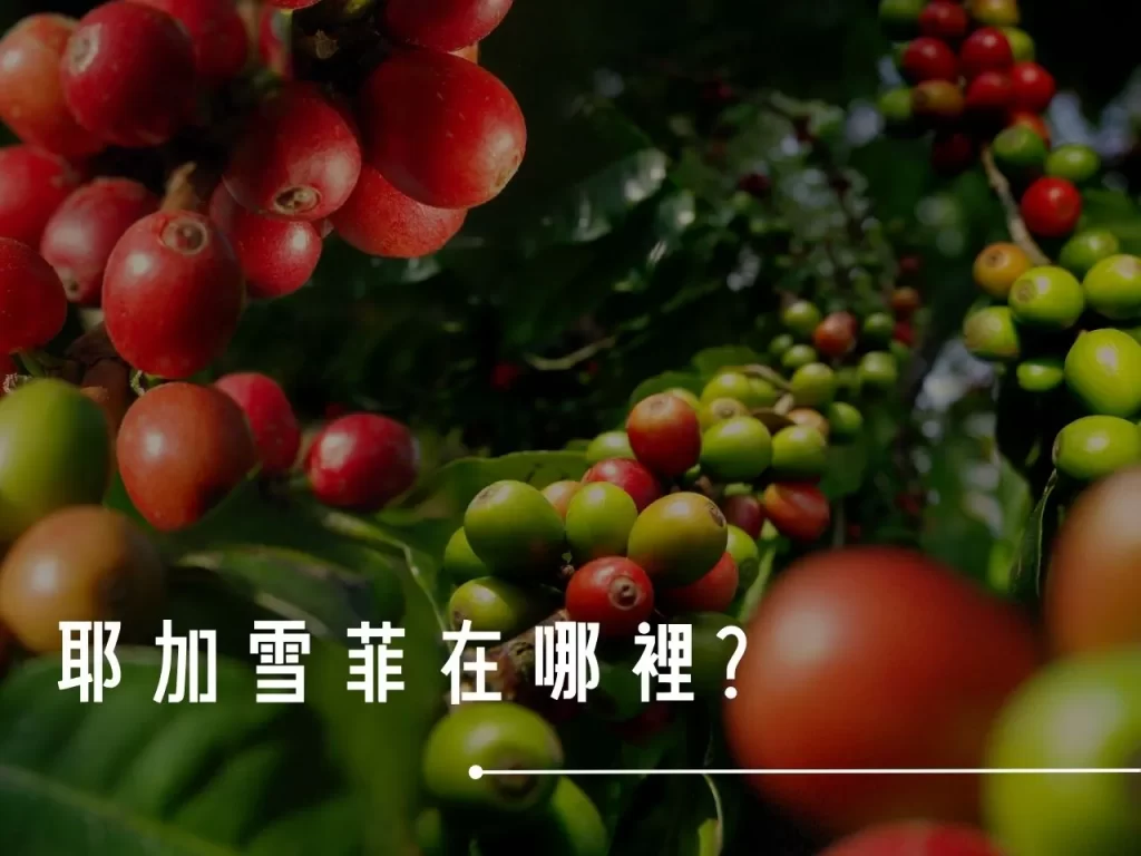 耶加雪菲 Yirgacheffe 咖啡產區 西達摩 水洗處理法