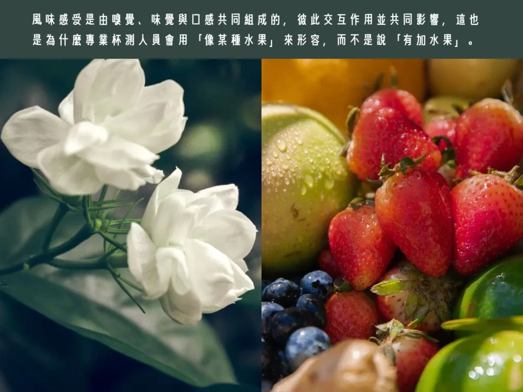 咖啡風味 常見咖啡風味 喝不出來咖啡風味 風味描述怎麼來的 咖啡風味輪