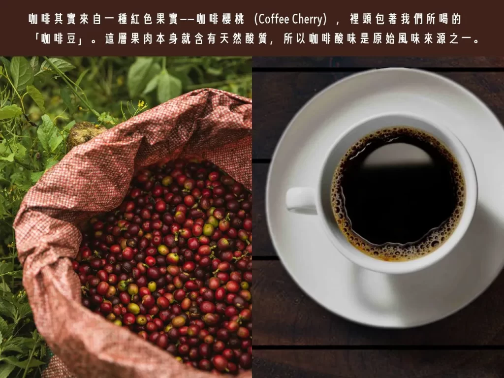 咖啡酸味 為什麼咖啡會酸 咖啡酸 咖啡的酸 咖啡為什麼會酸
