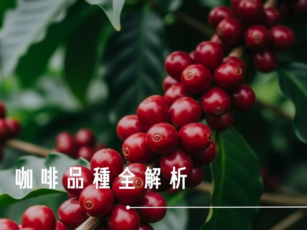 咖啡品種 阿拉比卡 羅布斯塔 藝伎咖啡 波旁咖啡