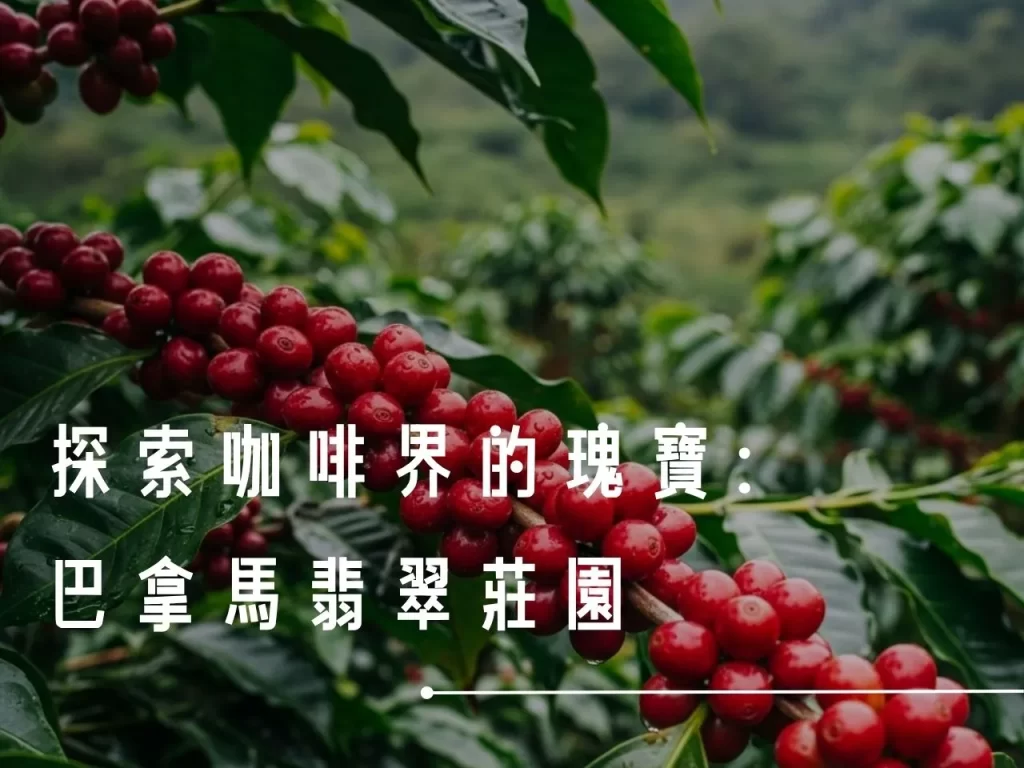 翡翠莊園 巴拿馬翡翠莊園 巴拿馬波奎特 精品咖啡 精品咖啡豆