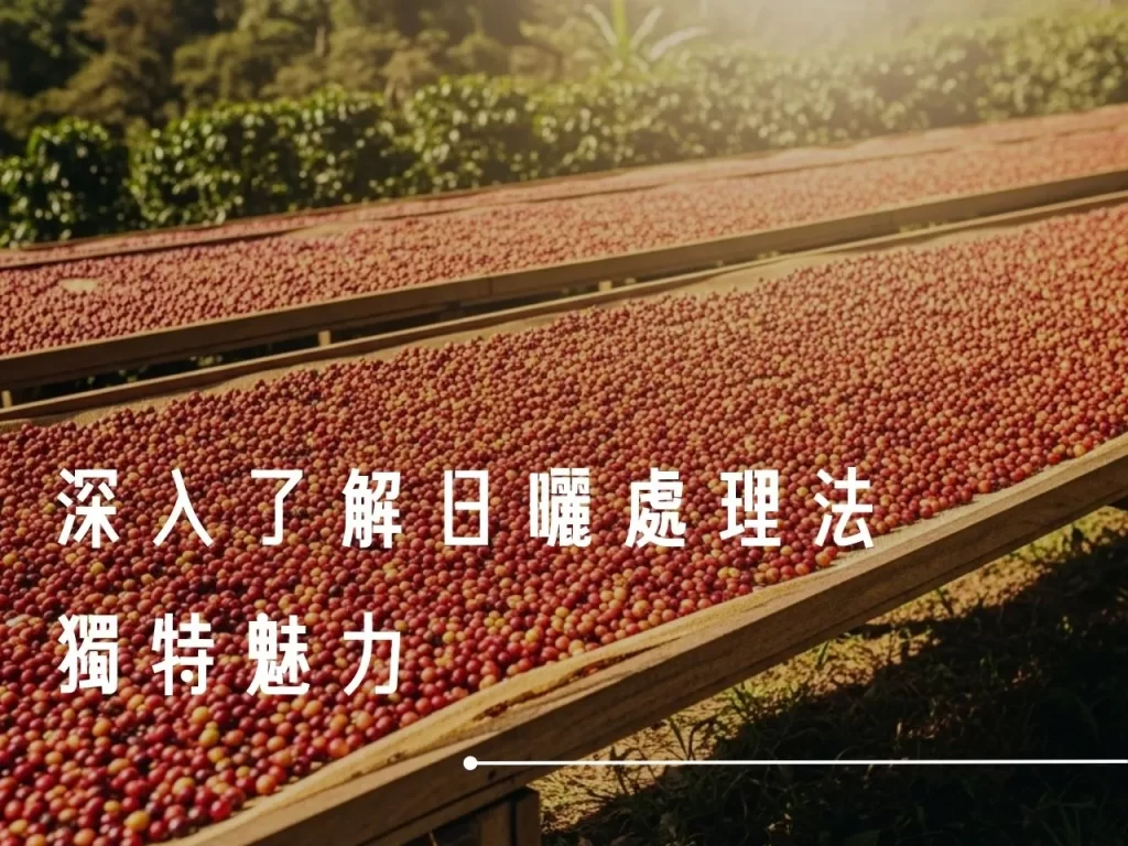 日曬處理法 什麼是日曬處理法 日曬處理法的流程 咖啡處理法