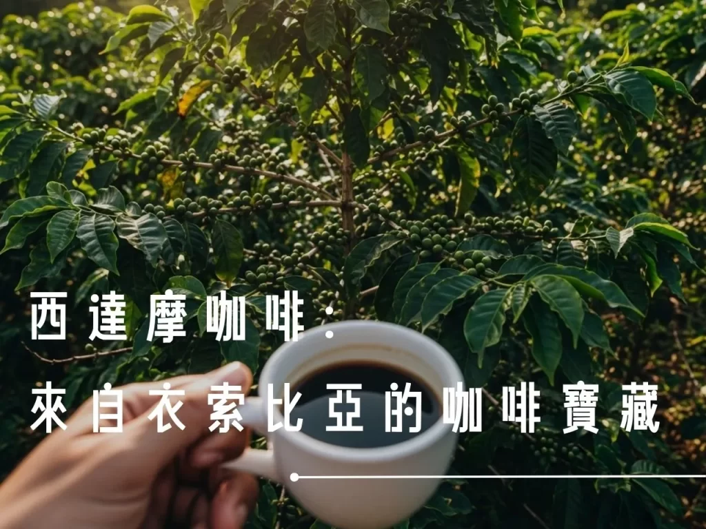 西達摩 西達摩咖啡 西達摩產區 西達摩產區在哪裡 西達摩咖啡風味