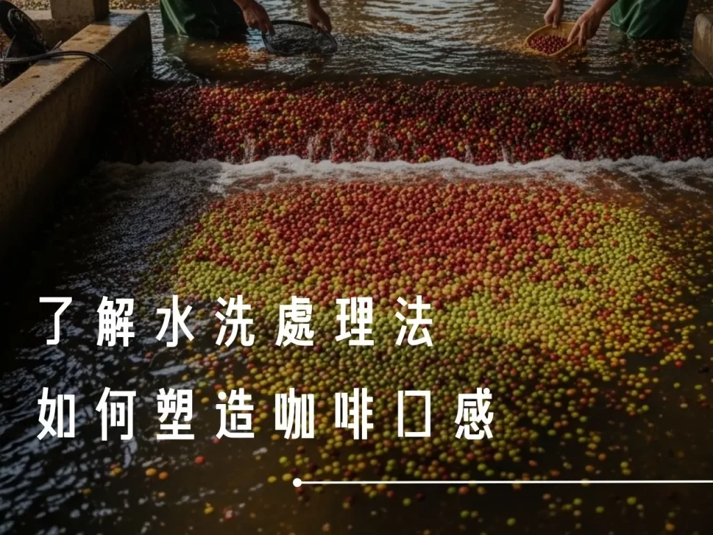 水洗處理法 什麼是水洗處理法 水洗處理法的步驟 水洗處理法有哪些